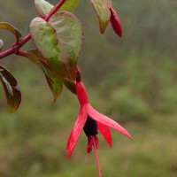 Fuchsia regia (Vand. ex Vell.) Munz